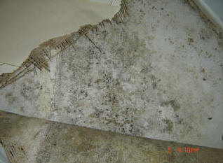 Mold on wall